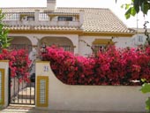 Bougainvillea Picture